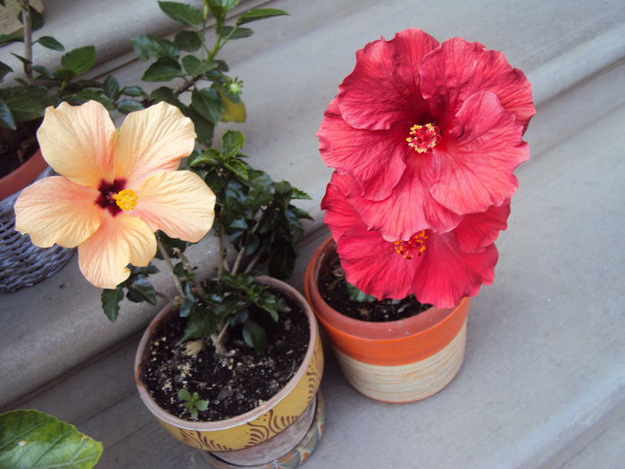 DSC09432 - Hibiscus