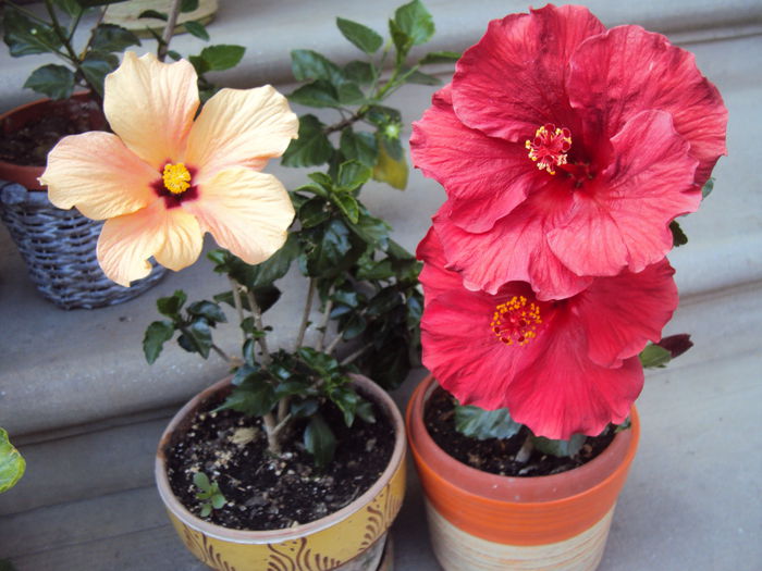 DSC09433 - Hibiscus