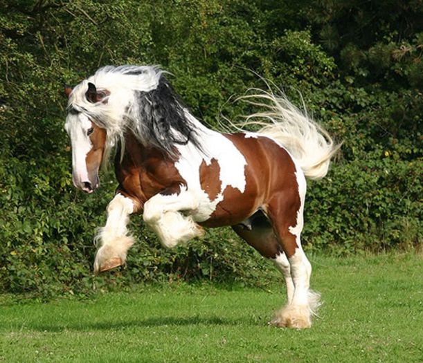 Connemara-Pony-horses-28907543-1024-879 - Alta pasiune CAIII