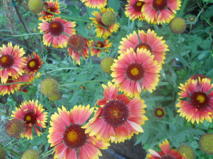 DSCN8348 - gradina flori 2014-2