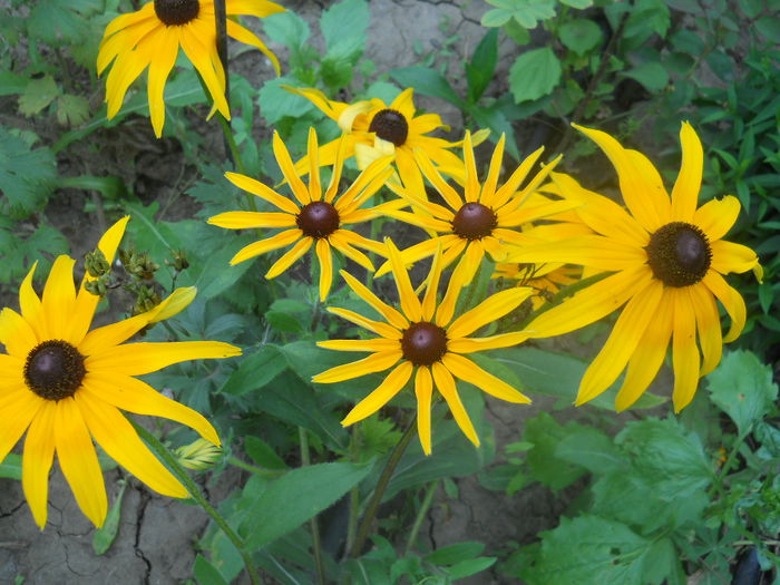 DSCN8349 - gradina flori 2014-2