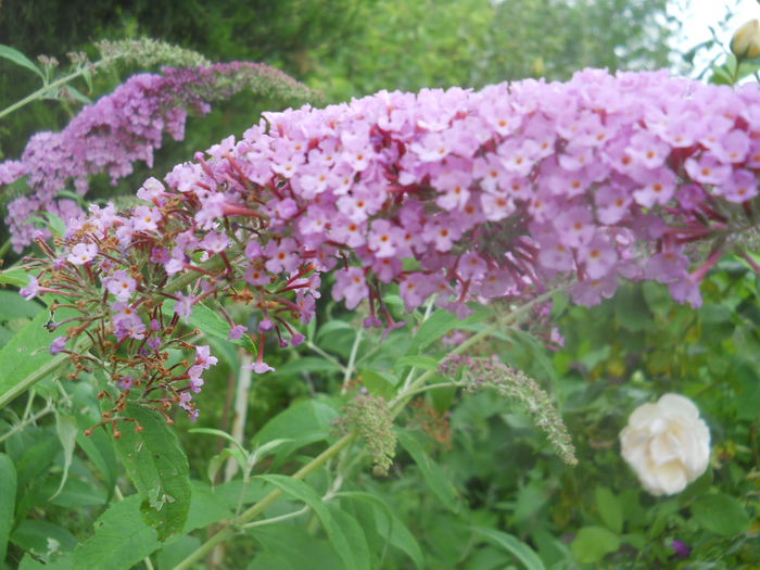 DSCN8358 - gradina flori 2014-2