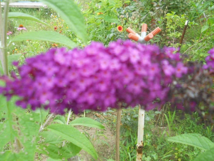 DSCN8359 - gradina flori 2014-2