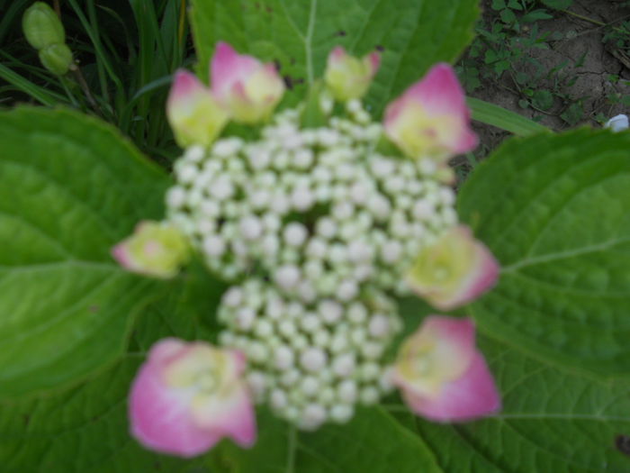 DSCN8360 - gradina flori 2014-2