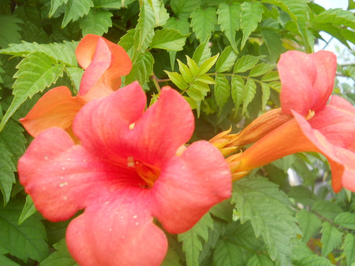 DSCN8361 - gradina flori 2014-2