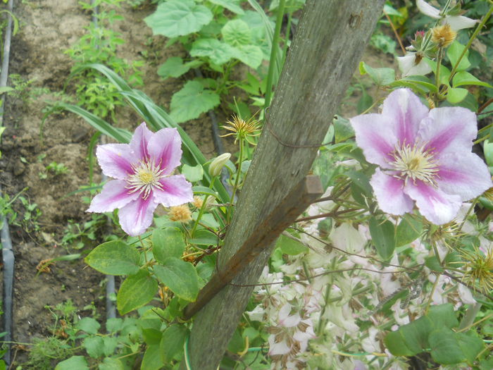 DSCN8346 - Clematite 2014