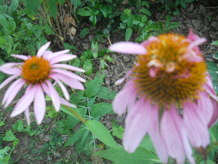 DSCN8356 - gradina flori 2014-2