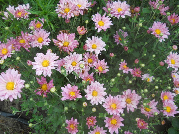 DSCN8353 - gradina flori 2014-2