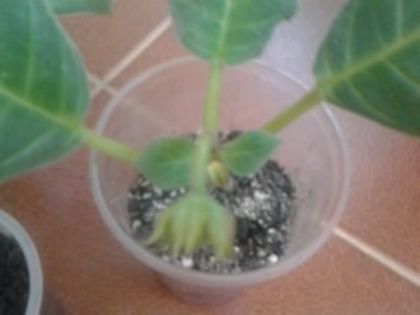 2 lăstar de bulb - Pepiniera mea