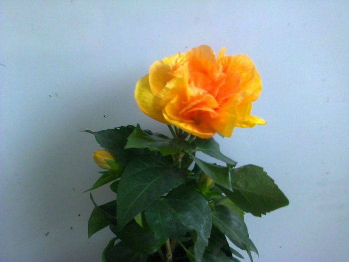  - A-Flori 2014