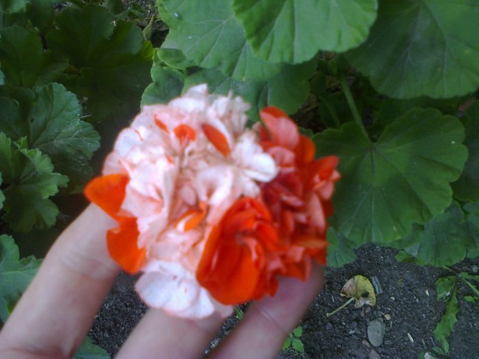 Orange Glitter