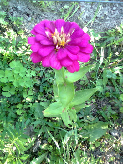 DOC POZE 050 - A___PRIMAVARA-VARA 2014