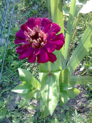 DOC POZE 051 - A___PRIMAVARA-VARA 2014