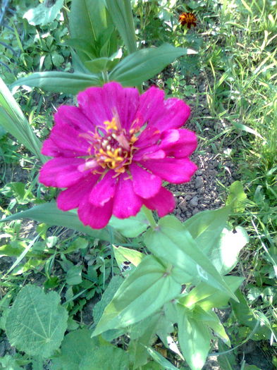 DOC POZE 053 - A___PRIMAVARA-VARA 2014