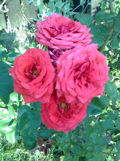 DOC POZE 035 - A___PRIMAVARA-VARA 2014