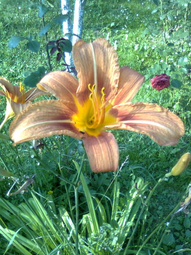 DOC POZE 060 - A___PRIMAVARA-VARA 2014