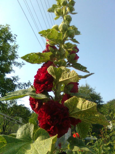 DOC POZE 040 - A___PRIMAVARA-VARA 2014