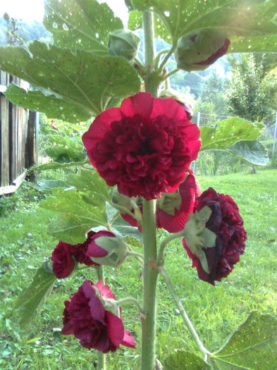 DOC POZE 008 - A___PRIMAVARA-VARA 2014