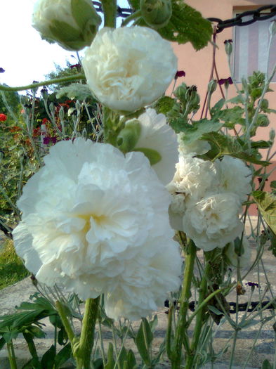 DOC POZE 042 - A___PRIMAVARA-VARA 2014