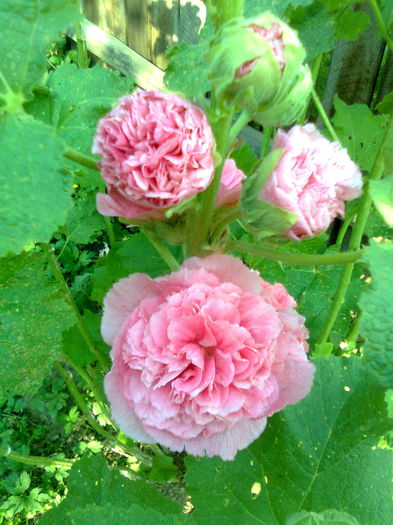 DOC POZE 047 - A___PRIMAVARA-VARA 2014