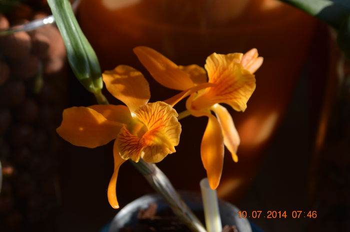 DSC_0583 - Dendrobium nobile