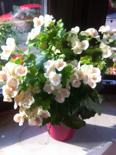 image - florile mele de ghiveci