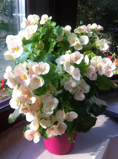 image - florile mele de ghiveci