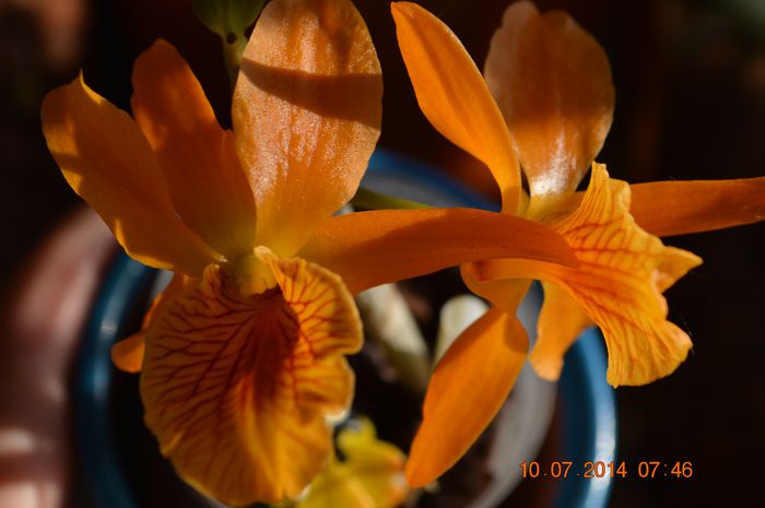 DSC_0585 - Dendrobium nobile