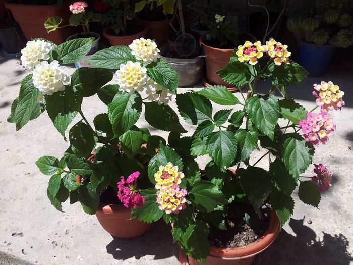 10 - LANTANA