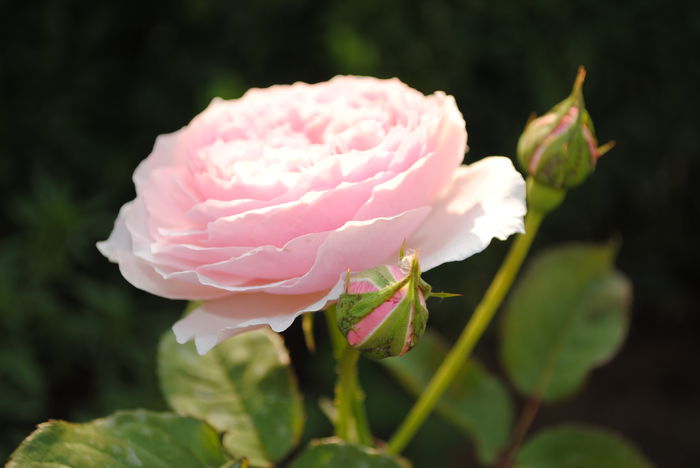 Gartentraume - Trandafiri si  clematite II
