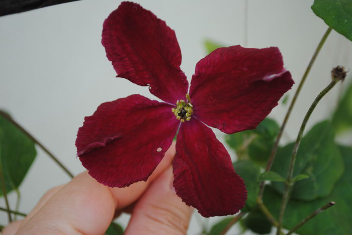 clematis Vitiwester - Trandafiri si  clematite II