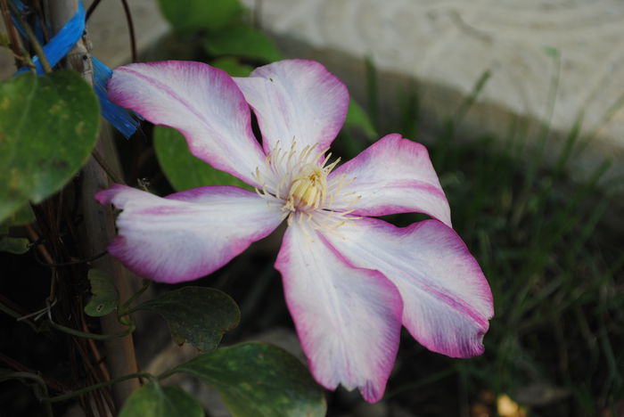 clematis Betty Risdon - Trandafiri si  clematite II