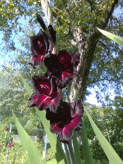 DOC POZE 012 - A___PRIMAVARA-VARA 2014