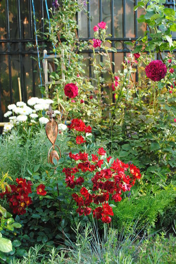 Bienenweide Rot si Munstead Wood - Trandafiri si  clematite II