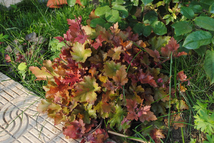 heuchera marmelade - yyy 2014 gradina mea