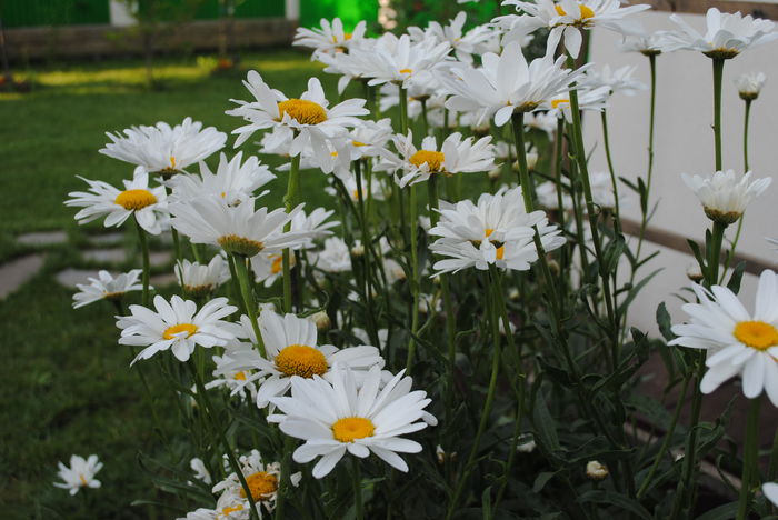 margarete - yyy 2014 gradina mea