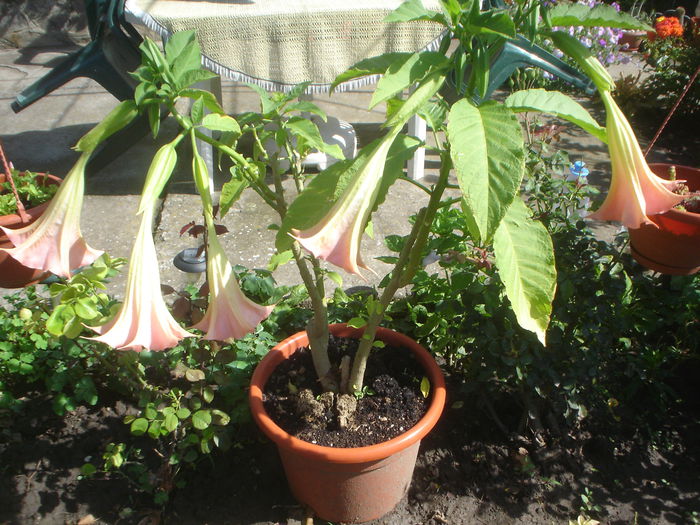 brugmansia