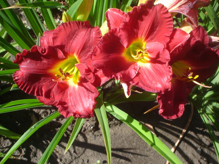 hemerocallis