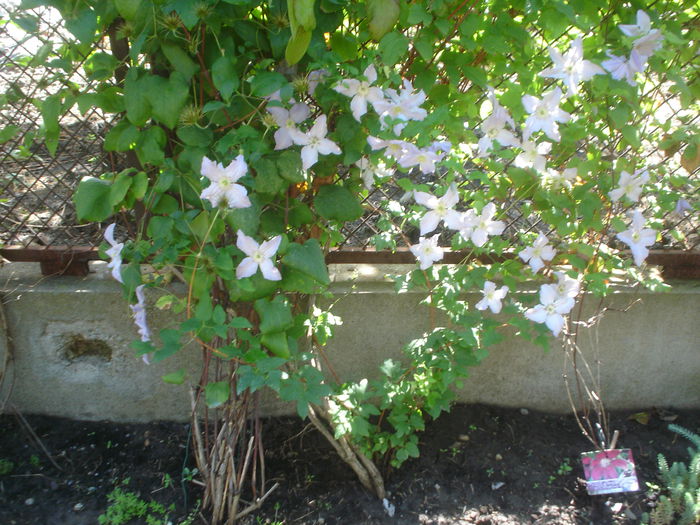 clematis - 07 LUNA IULIE 2014