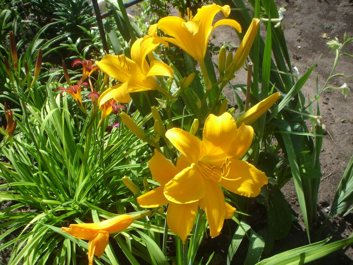 Reverend Traub - hemerocallis 2014