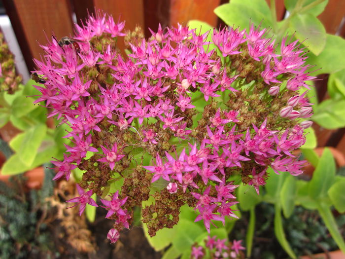 Sedum Spectible - 5 ron pui