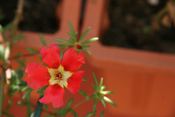 Portluca - Plantele mele de gradina