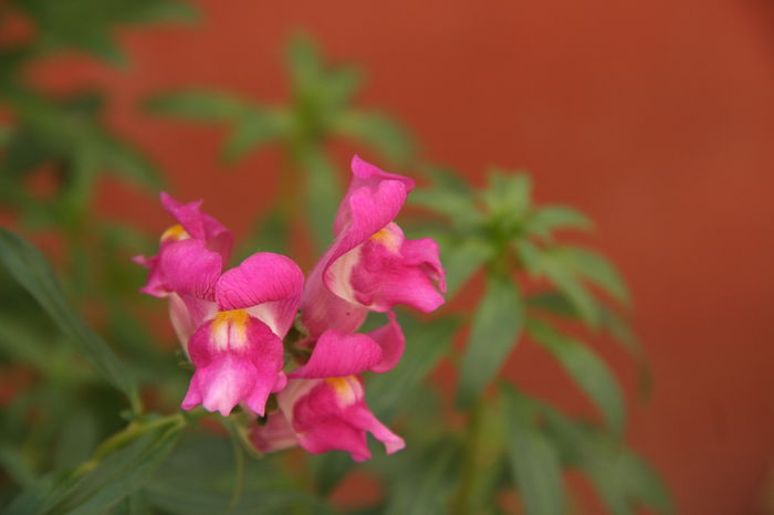 Gura Leului - Plantele mele de gradina