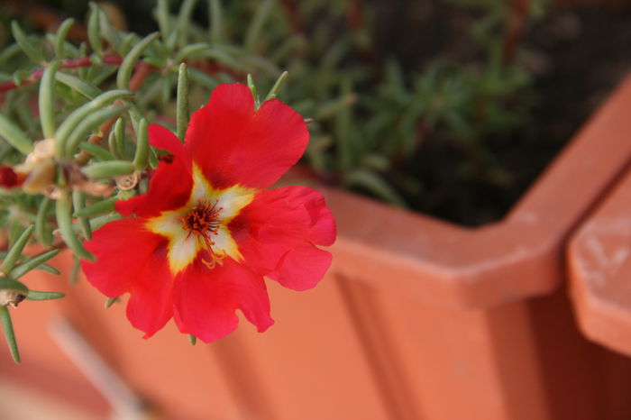 Portluca - Plantele mele de gradina