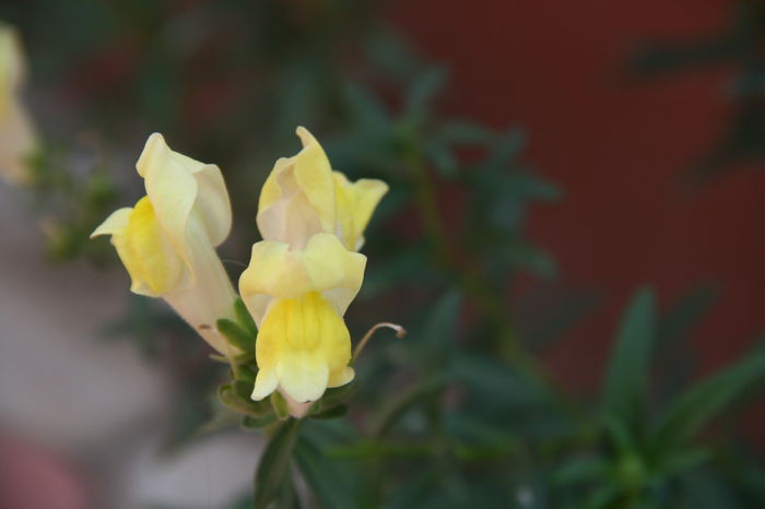 Gura Leului - Plantele mele de gradina