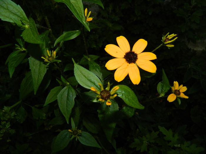 DSCN0381 rudbekia