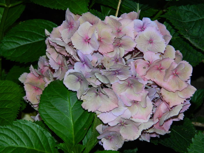 DSCN0383