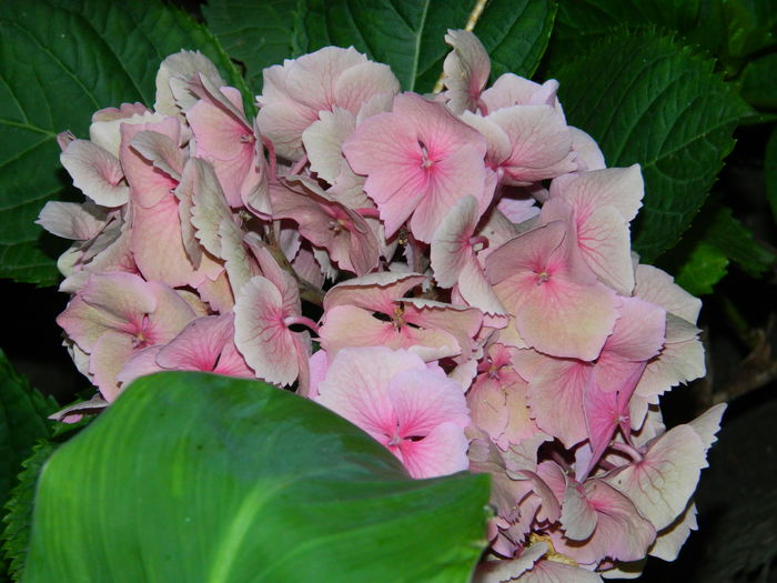 DSCN0384