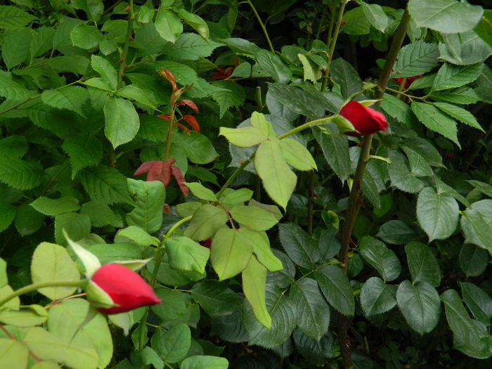 DSCN6997 - IULIE_2014