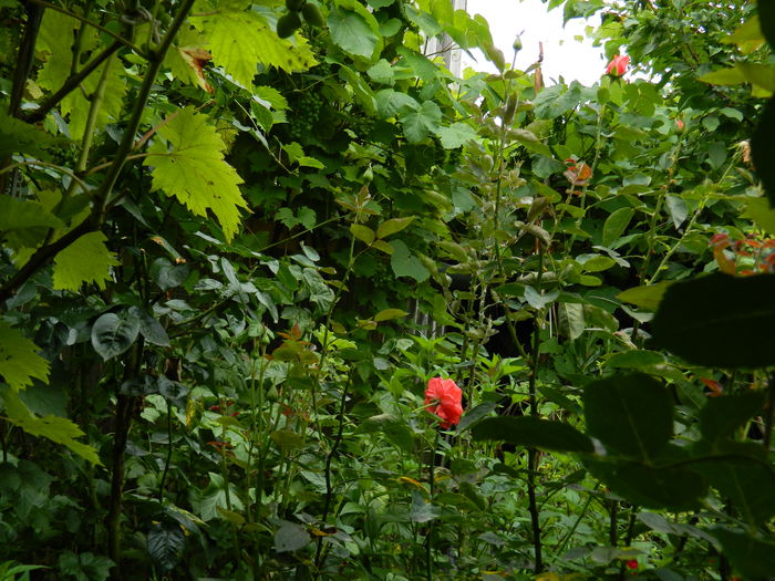 DSCN7021 - IULIE_2014